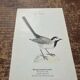 Planche botanique vintage gravure oiseau 19e