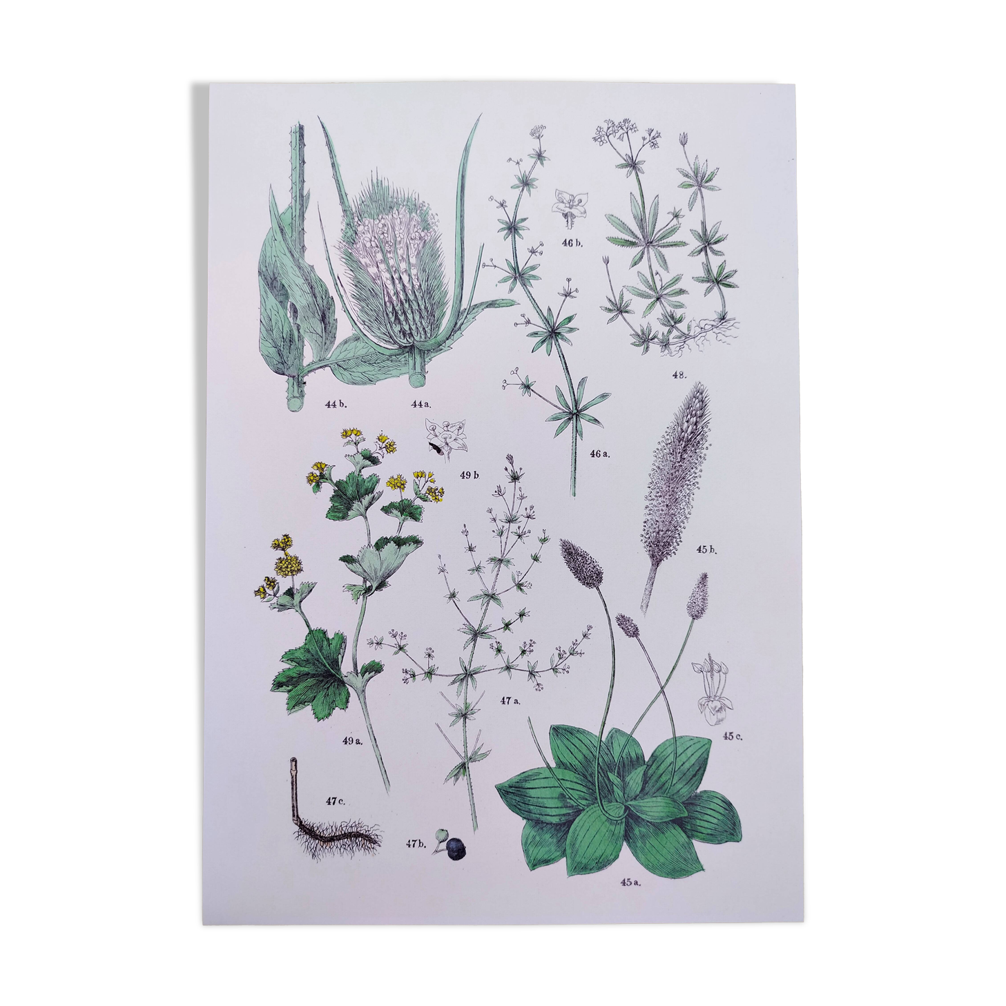 Affiche sur les plantes d'après une gravure de 1881 "plantain"