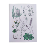 Affiche sur les plantes d'après une gravure de 1881 "plantain"