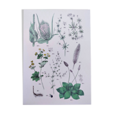 Affiche sur les plantes d'après une gravure de 1881 "plantain"
