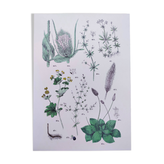 Plant poster based on an 1881 engraving "plantain"