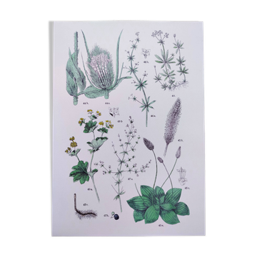 Plant poster based on an 1881 engraving "plantain"