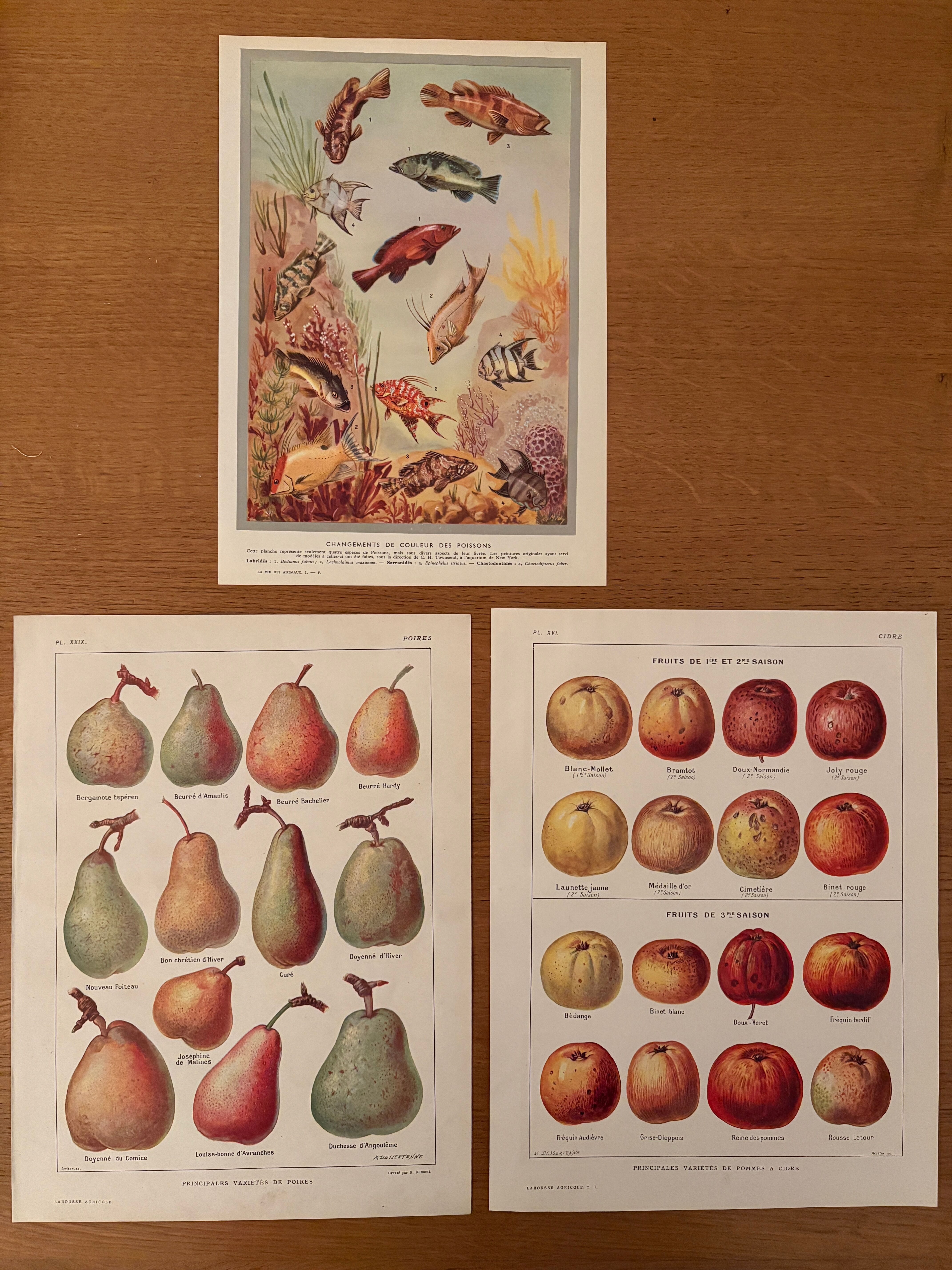 Reserve Aude - set of 3 illustrated boards 20th century