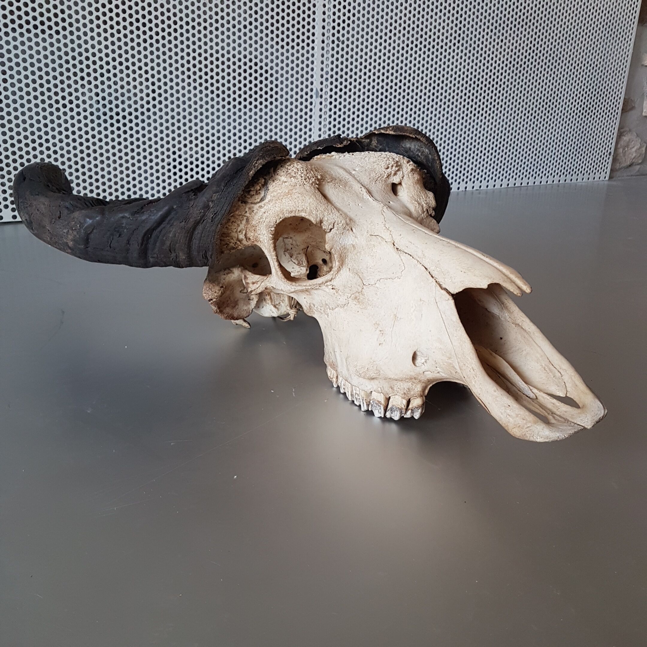 Crane buffalo taxidermy massacre