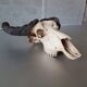 Crane buffalo taxidermy massacre