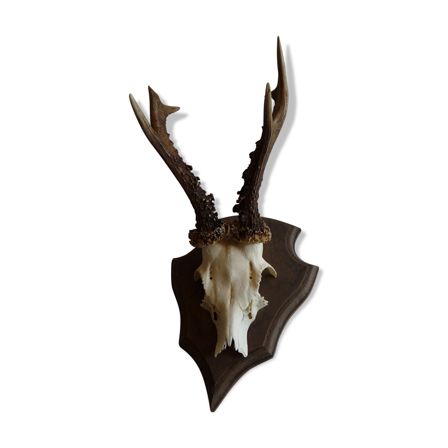 Deer trophy 1986