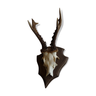 Deer trophy 1986