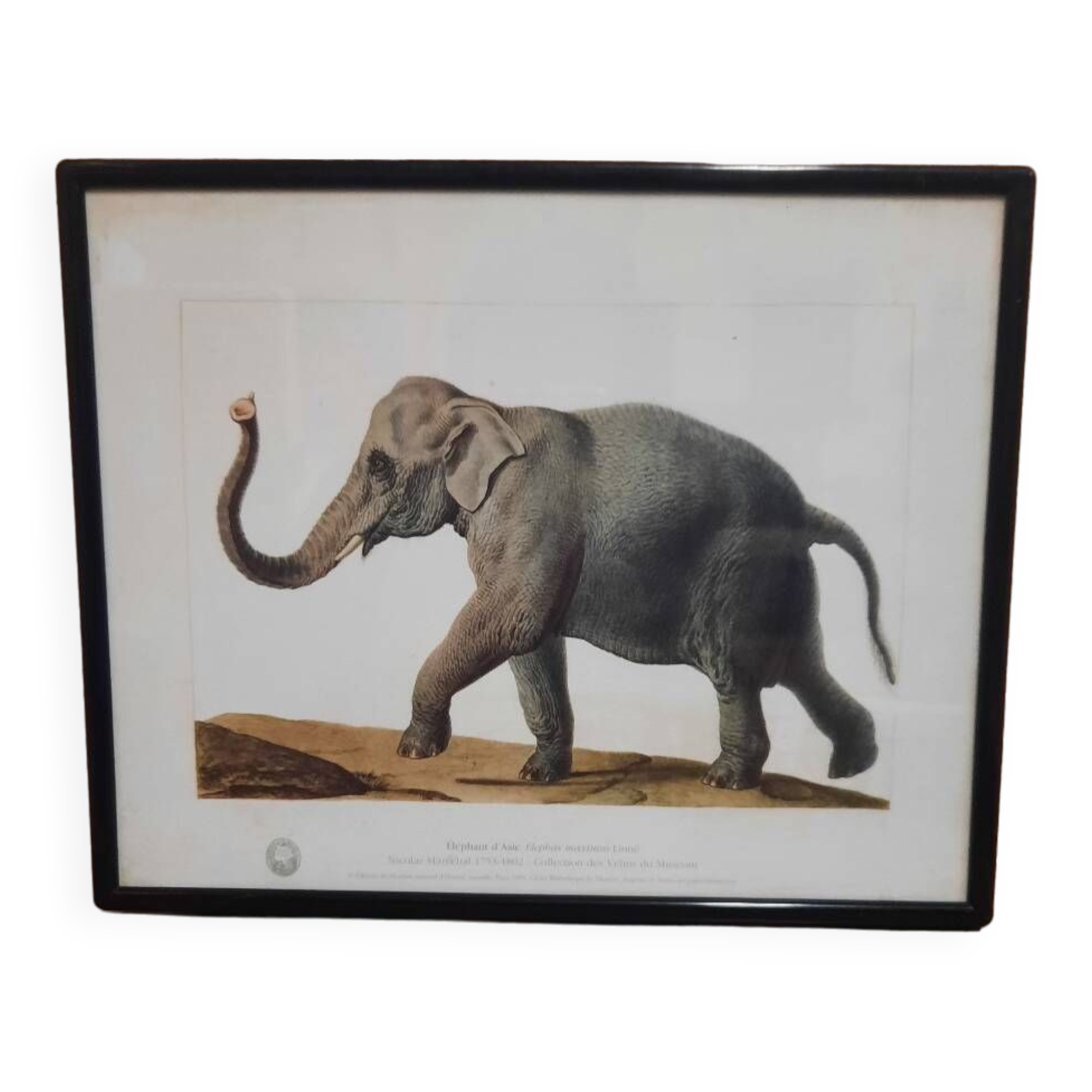 Elephant illustration