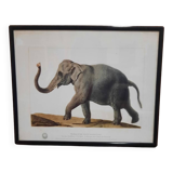 Elephant illustration