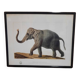 Elephant illustration