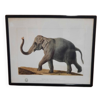 Elephant illustration