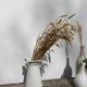 Old white enamelled metal pitcher
