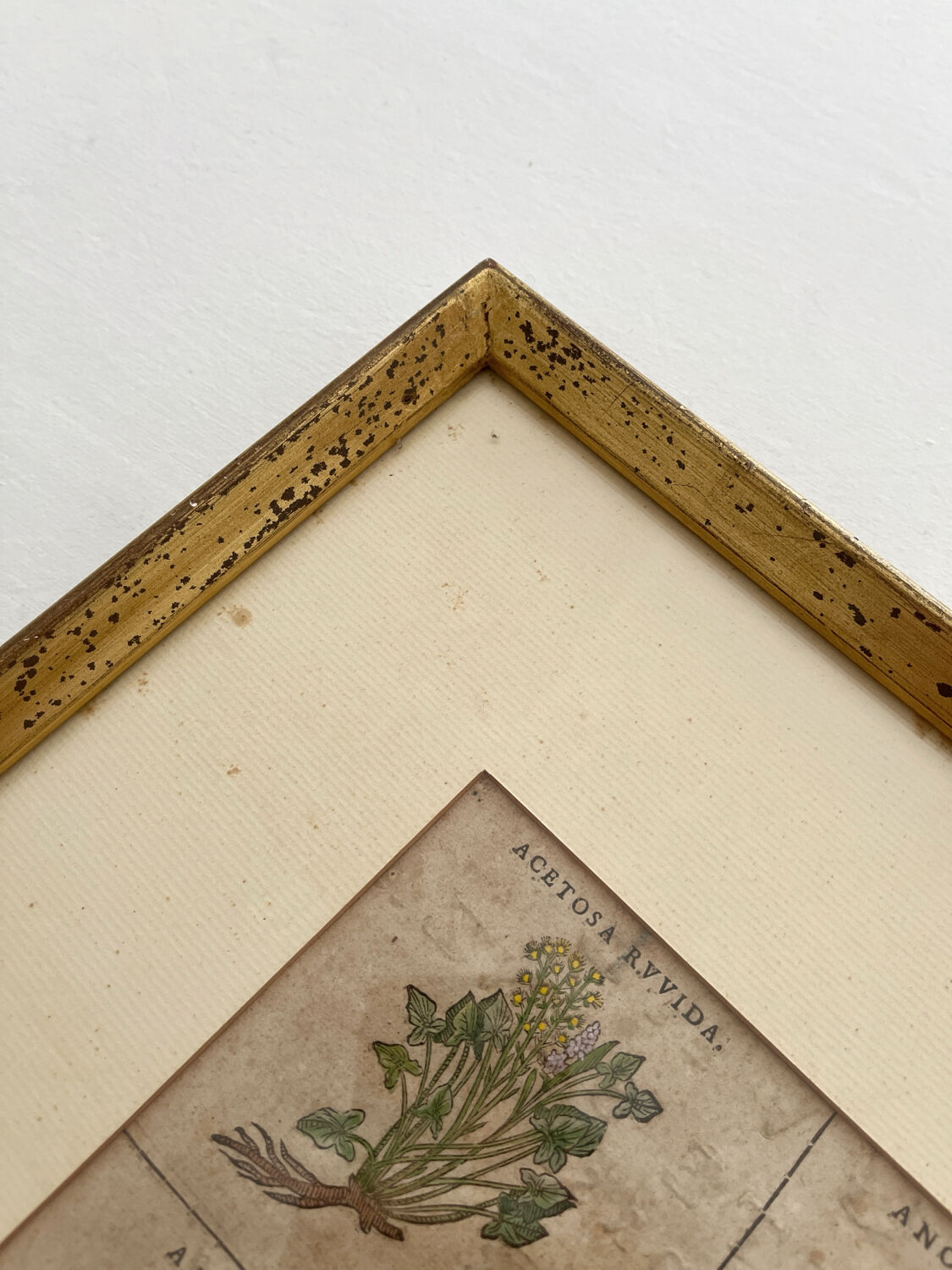 Lithograph botanical plate enhanced with watercolour.