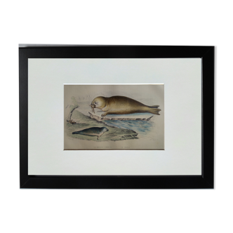 Original Zoological Board " Harbour Seal & Walrus " - Buffon 1838