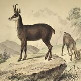 Ornithological Plate Buffon 1838 "Chamois, Musk & Gazelle"