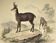Ornithological Plate Buffon 1838 "Chamois, Musk & Gazelle"
