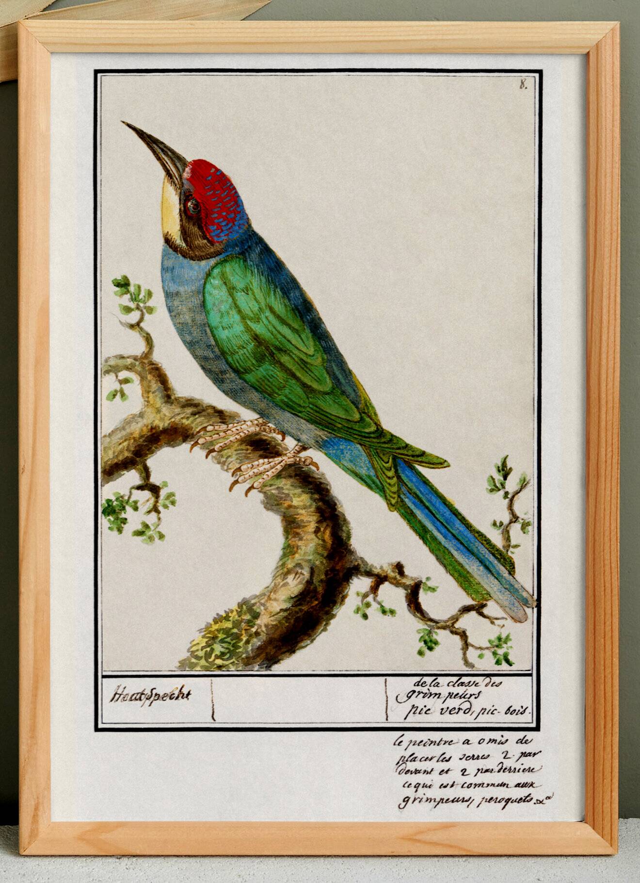 Small poster on the "great spotted woodpecker", after an old engraving from 1610.