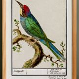 Small poster on the "great spotted woodpecker", after an old engraving from 1610.