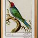 Small poster on the "great spotted woodpecker", after an old engraving from 1610.