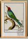 Small poster on the "great spotted woodpecker", after an old engraving from 1610.