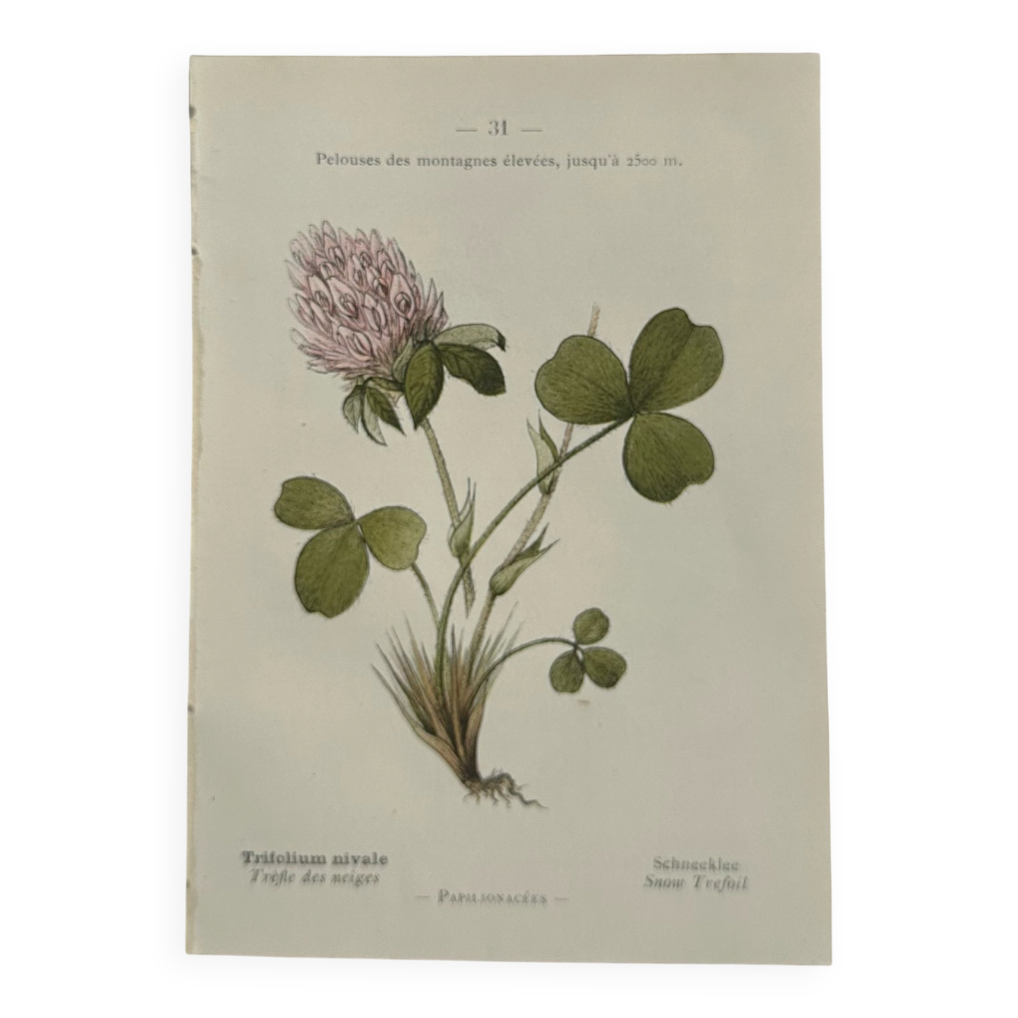 Botanical engraving naturalist plate flower plant of France