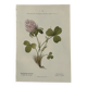 Botanical engraving naturalist plate flower plant of France