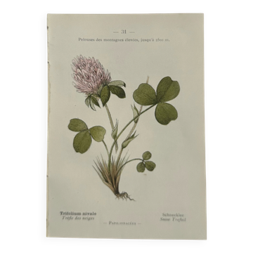 Botanical engraving naturalist plate flower plant of France