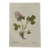 Botanical engraving naturalist plate flower plant of France