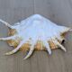 Great Shell – Giant Scallop Lambis truncata - Exceptional 37 cm