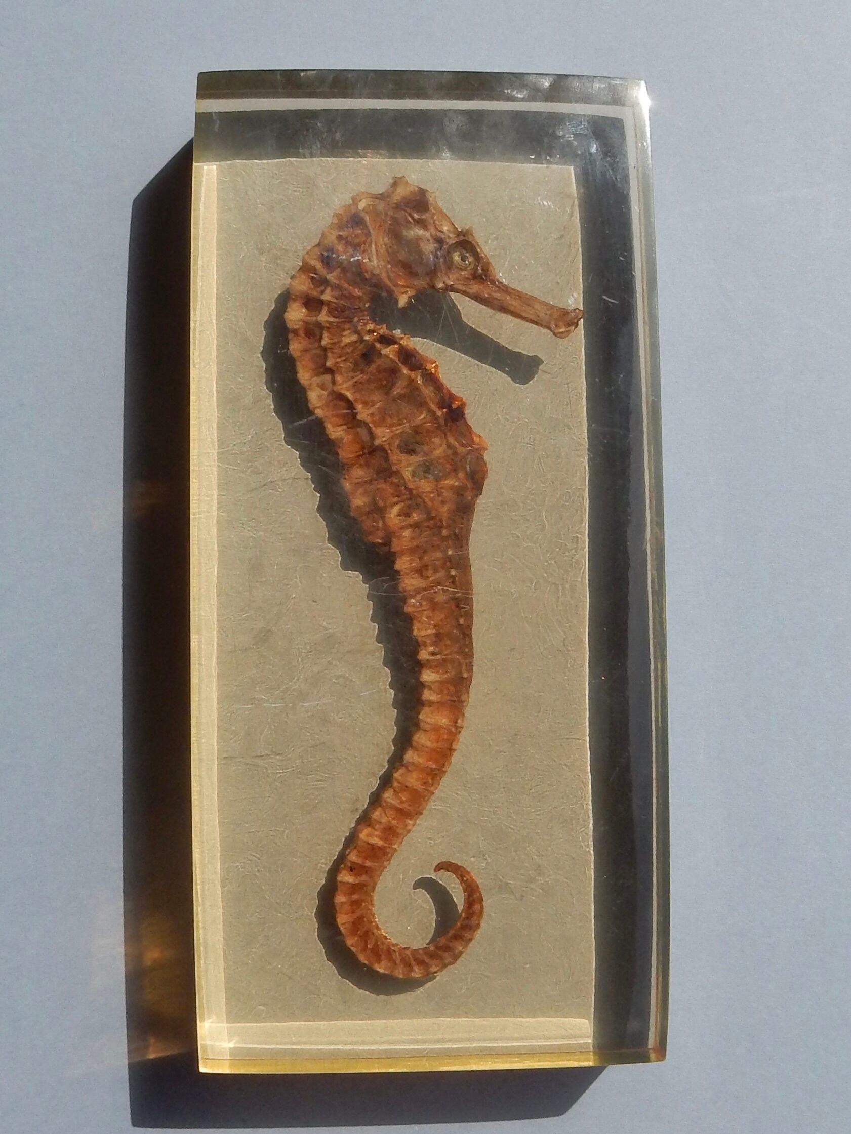 Hippocampus in taxidermy inclusion in resin block