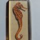Hippocampus in taxidermy inclusion in resin block