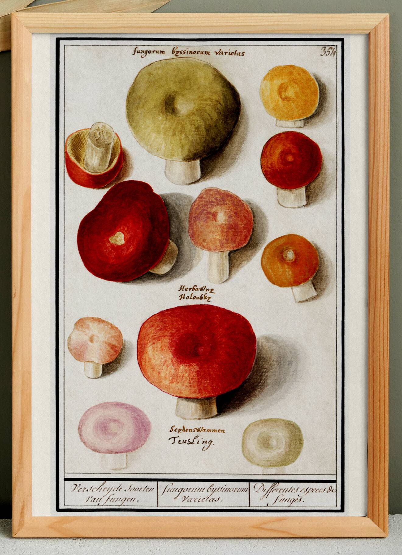 Small poster about mushrooms, based on an old engraving from 1610.