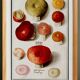 Small poster about mushrooms, based on an old engraving from 1610.