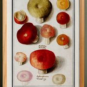 Small poster about mushrooms, based on an old engraving from 1610.