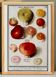 Small poster about mushrooms, based on an old engraving from 1610.