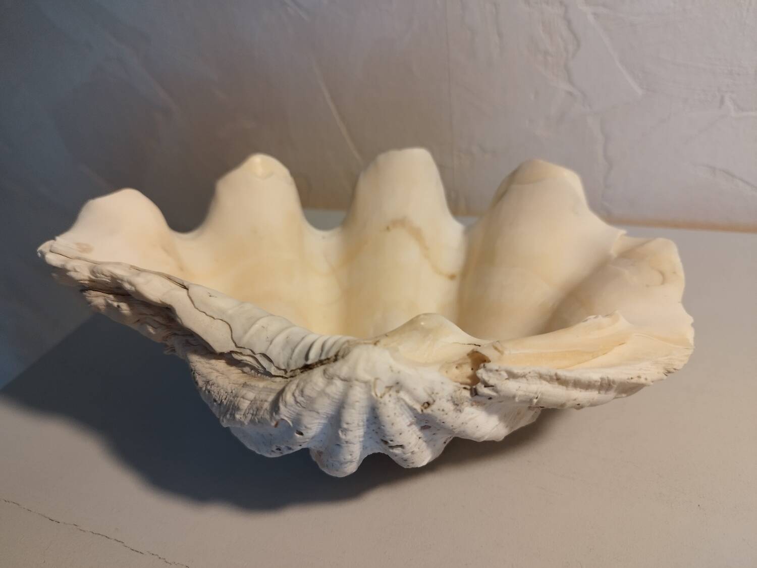 Vide poche coquillage bénitier