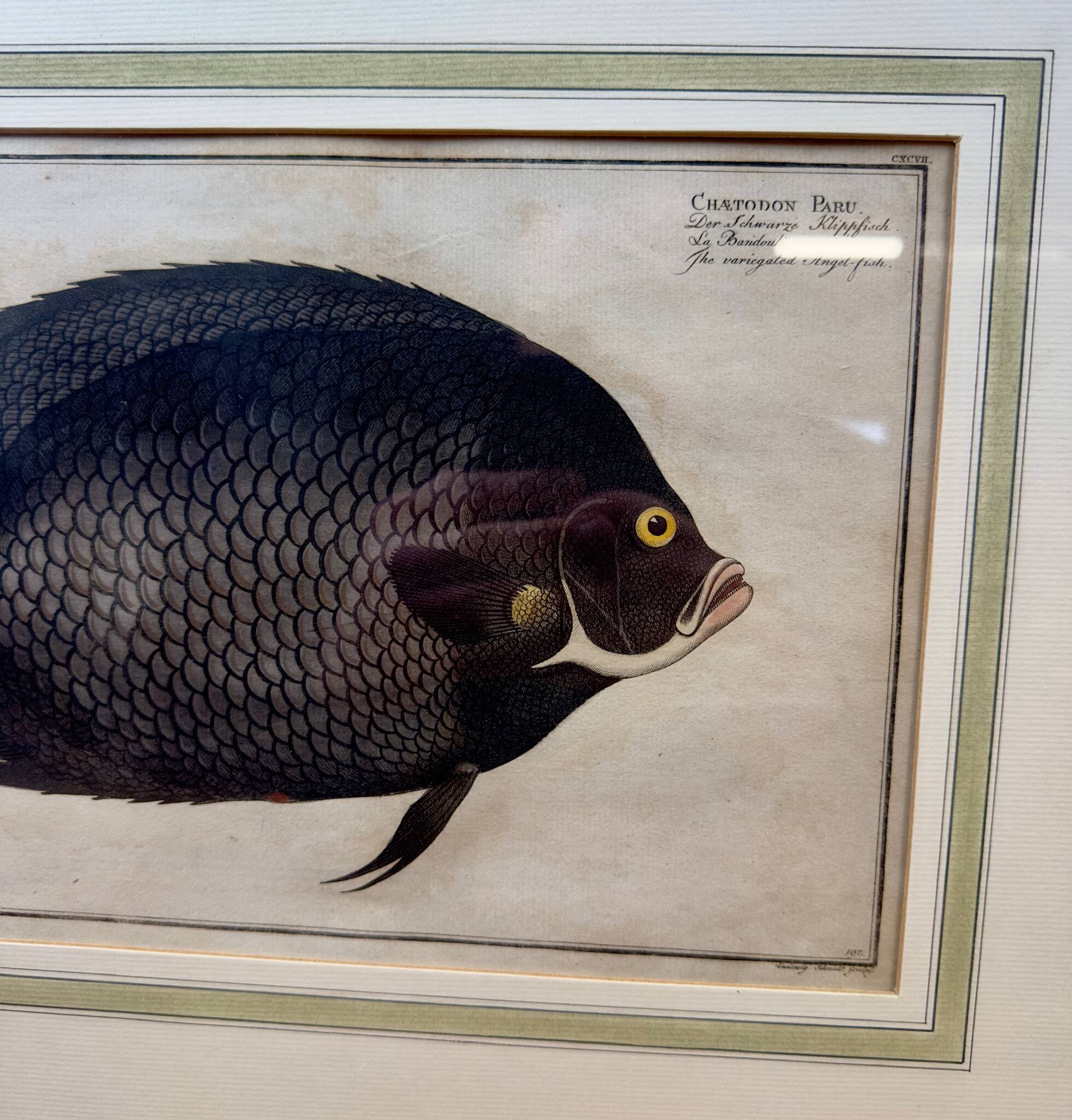 Gravure ancienne de poisson – Ludwig Schmidt (XIXᵉ siècle)