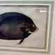 Gravure ancienne de poisson – Ludwig Schmidt (XIXᵉ siècle)
