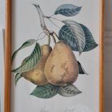 Botanical poster / pear lithograph 50s