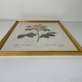 Botanical lithograph