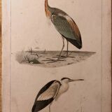 Lithograph late 19th watercolor animals