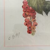 Aquarelle grappe de groseilles