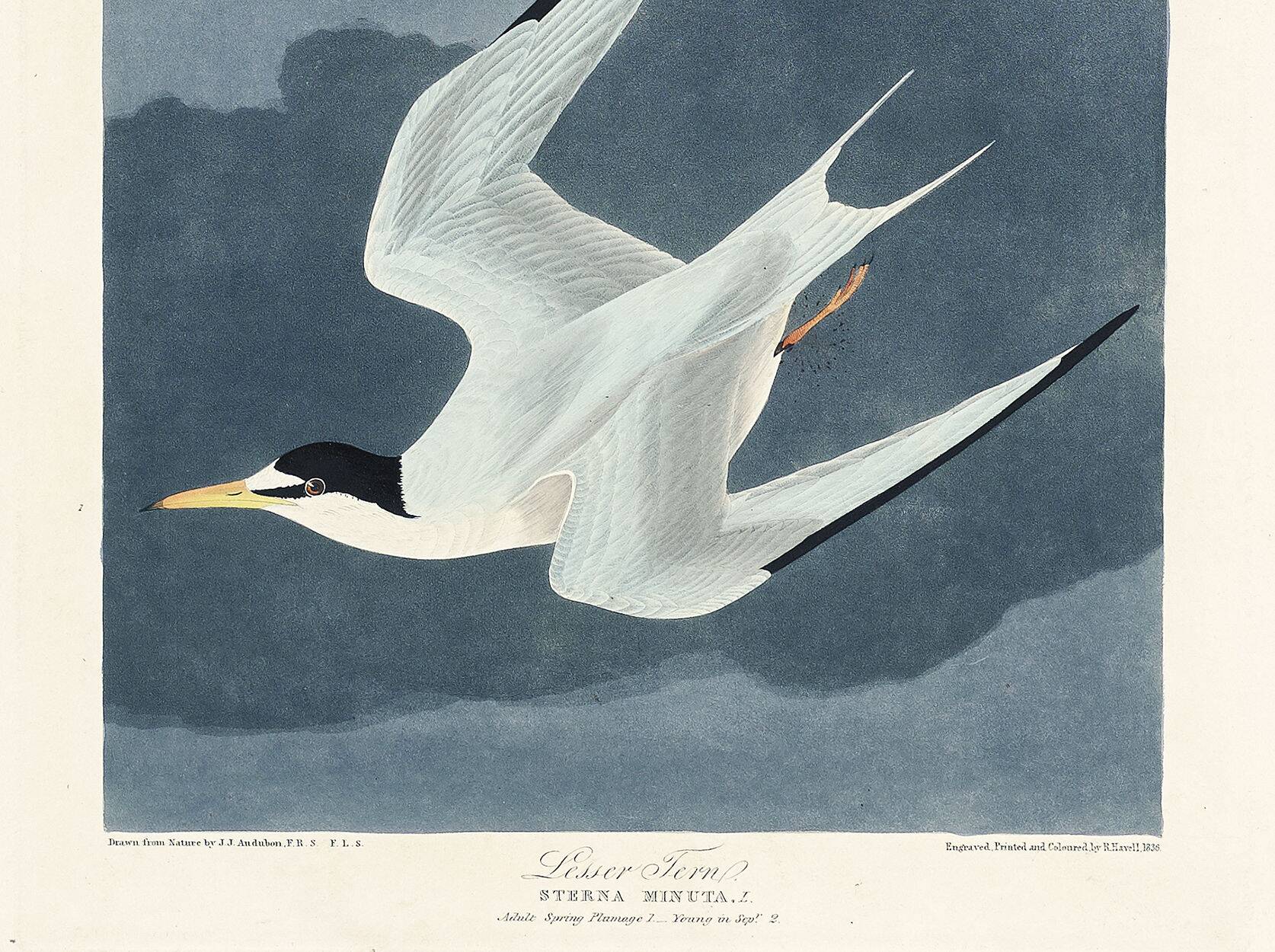 Poster about the Little Tern, based on an old engraving from 1827.