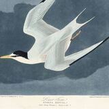 Poster about the Little Tern, based on an old engraving from 1827.