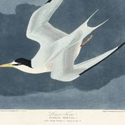 Poster about the Little Tern, based on an old engraving from 1827.