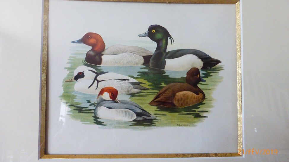 Birds - collection Hepatior N ° 31