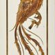 Brasserie mirror in glass with eglomisé decoration "The Paradise Birds"