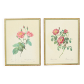 Vintage sixties roses framed botanical print cards p.j. redoute 42x32cm