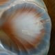 Set of 4 oyster plates Sarreguemines
