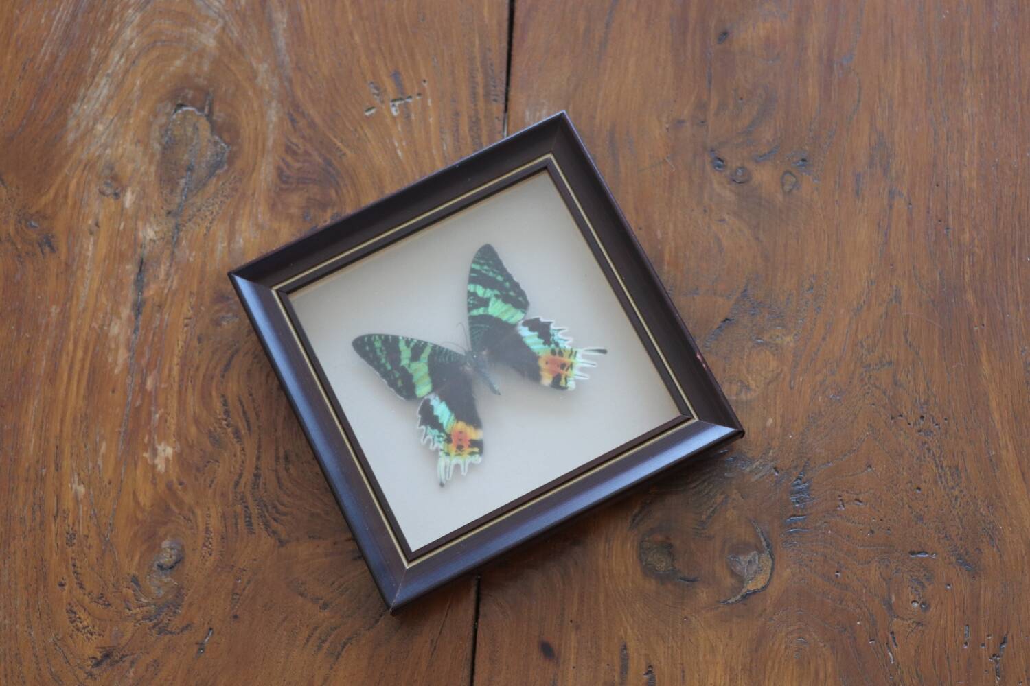 Vintage naturalized butterfly frame